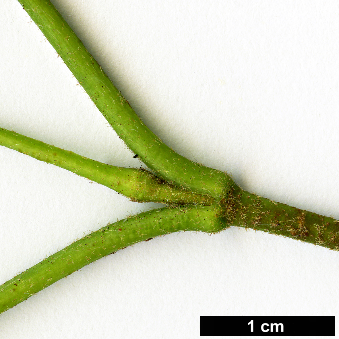 High resolution image: Family: Adoxaceae - Genus: Viburnum - Taxon: dentatum - SpeciesSub: var. pubescens